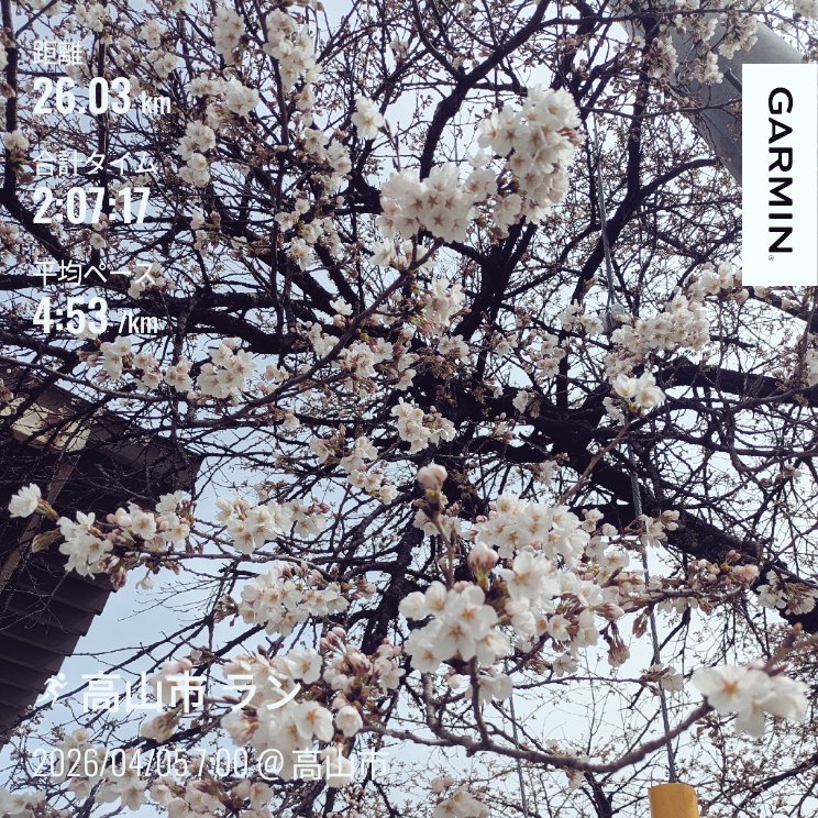 0hm6's tweet photo. 4月に入って初のランニング🏃鬼残業で全く走れずでした🤣　残業の疲れが溜まってる状態でのランは、足が重いとかじゃなくて全身が重い……それでも26km走れたので良しとする👍
ようやく桜咲きました🌸 https://t.co/I2qKckumrX