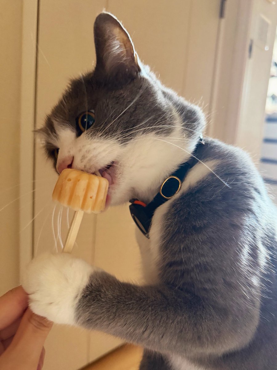 わがやのねこ tweet media