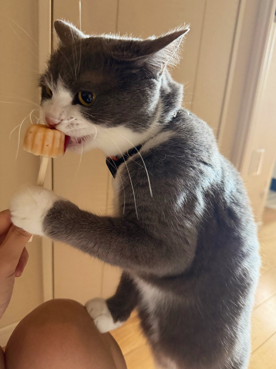 わがやのねこ tweet media