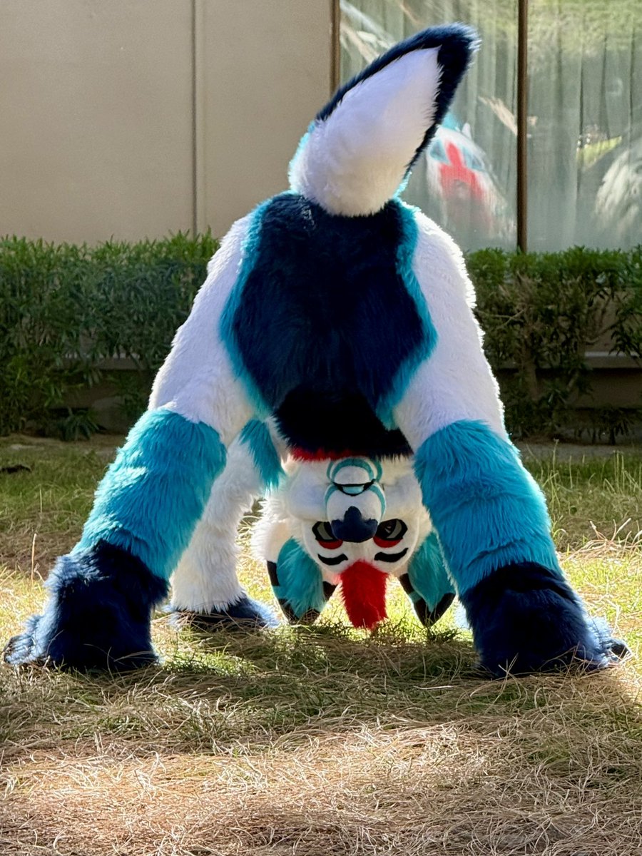 🐾🦊Kimbo🐕🐾🔜LVFC tweet media