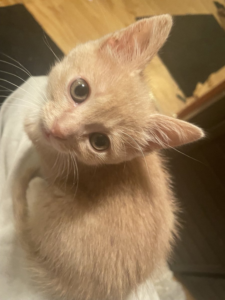 cheeto the orange girl 🧡✨ | 🤍 bonkers tweet media