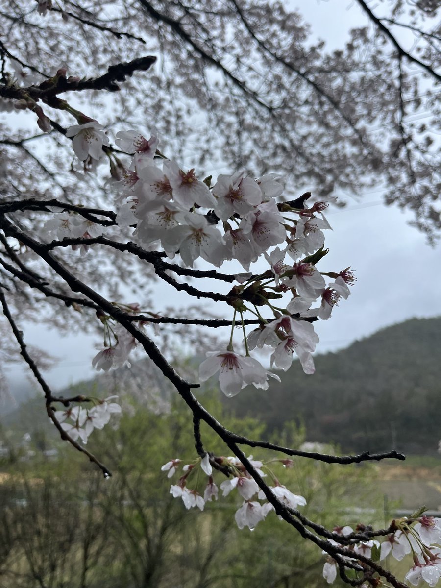 ムク（……） tweet media