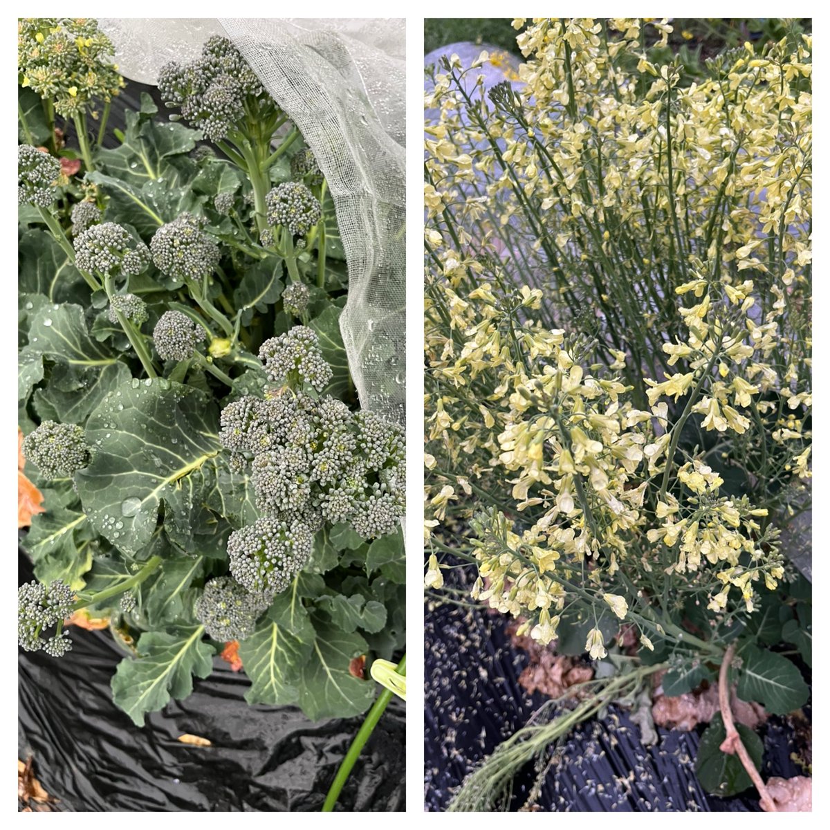 ムク（……） tweet media