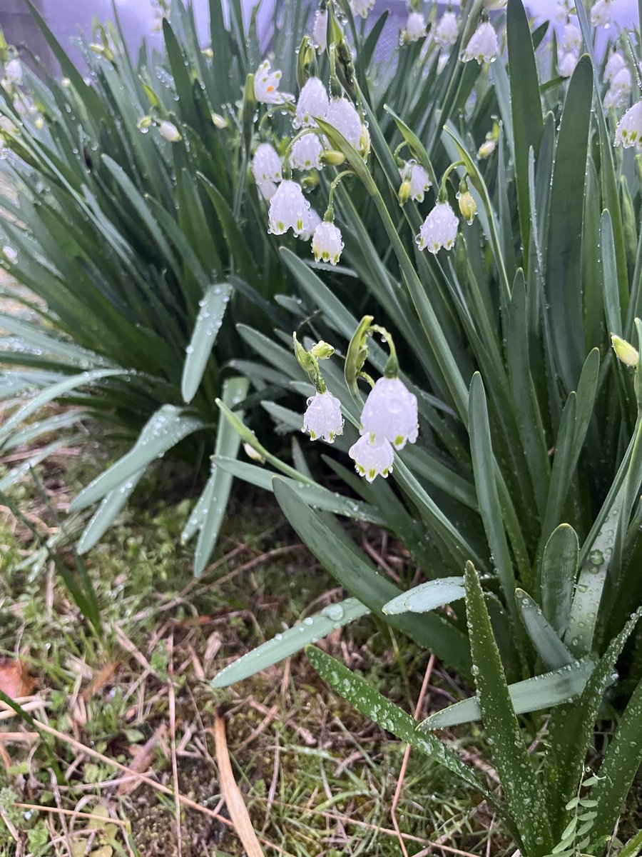 ムク（……） tweet media