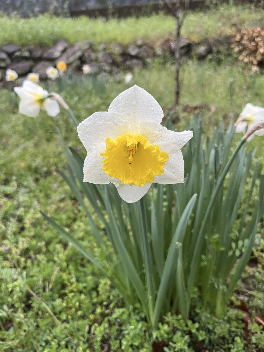 ムク（……） tweet media