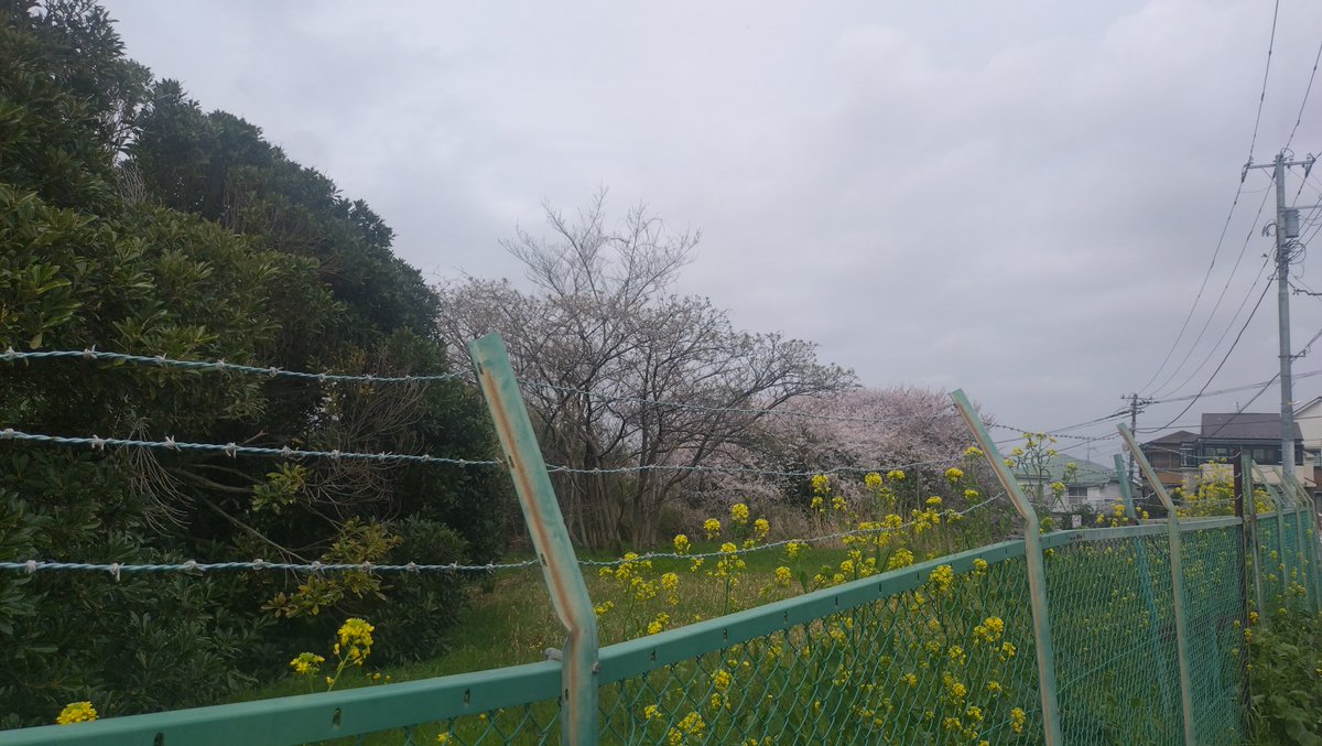 すこみ tweet media