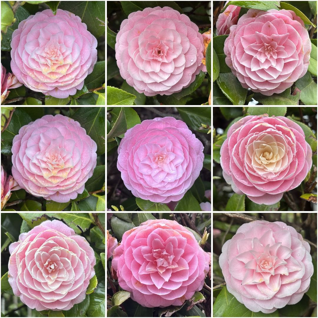 K.Sakurai tweet media