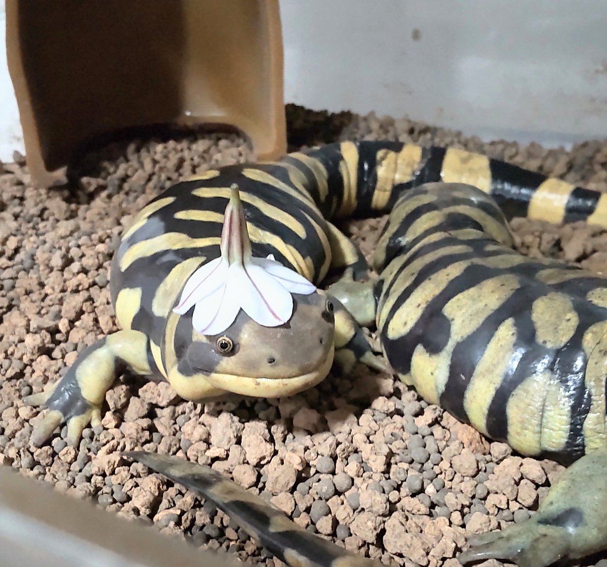 ぴ🐸❤frogs tweet media