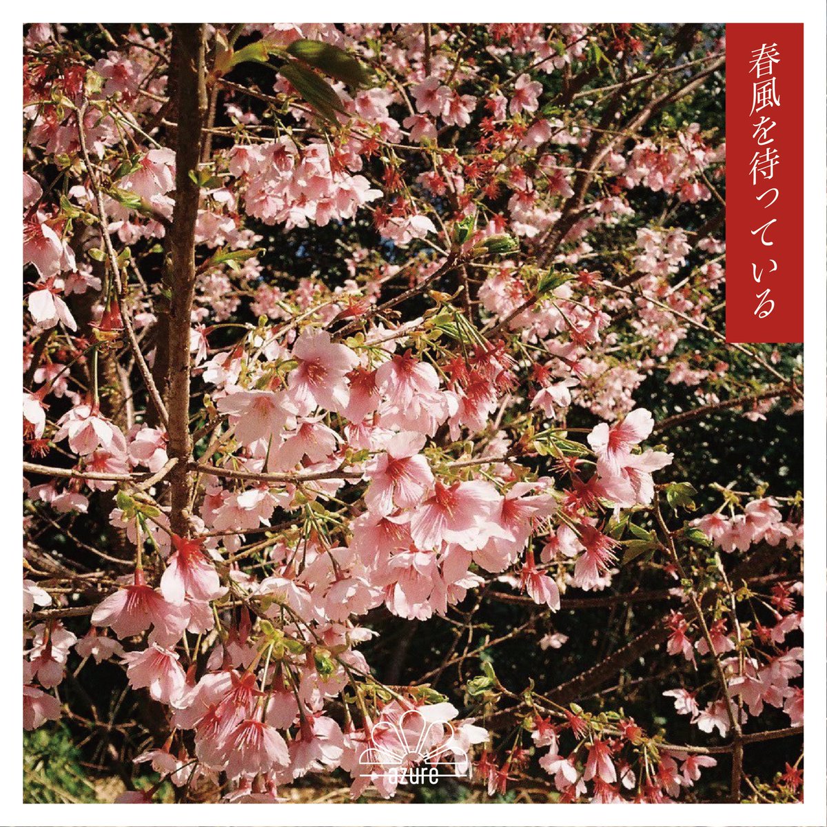 azure (アジュール) tweet media