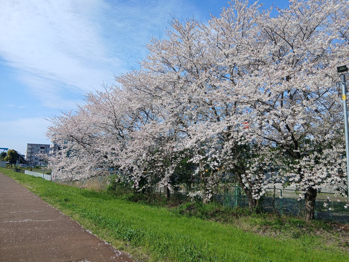 nnna030125's tweet photo. おはようございます😄
昨日の雨風で桜が少し散ってましたが！まだ大丈夫でした🌸🌸🚴😆 https://t.co/hE2LfjH6ND