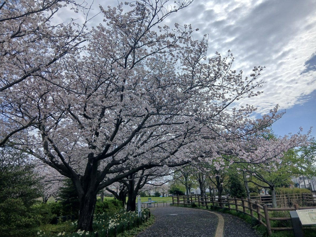 nnna030125's tweet photo. おはようございます😄
昨日の雨風で桜が少し散ってましたが！まだ大丈夫でした🌸🌸🚴😆 https://t.co/hE2LfjH6ND