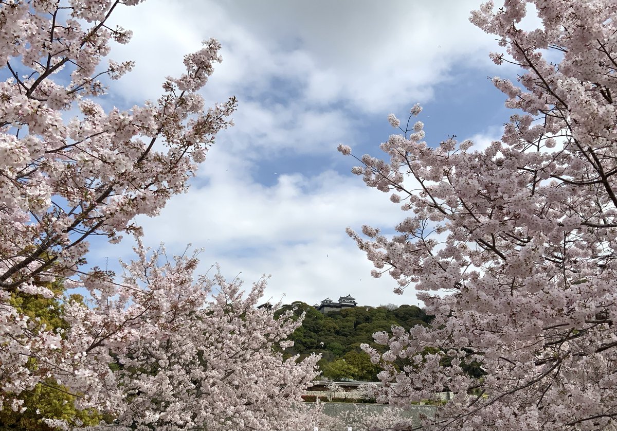 正に春爛漫なお花見日和🌸🌸🌸
私達もお祭りを盛り上げられるように
がんばります✨
#お花見
#キャラクターショー
#ラックJET松山