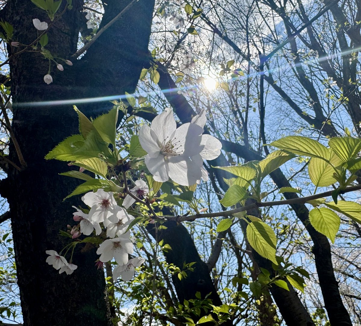 Miura Haruma Thailand Fanclub tweet media