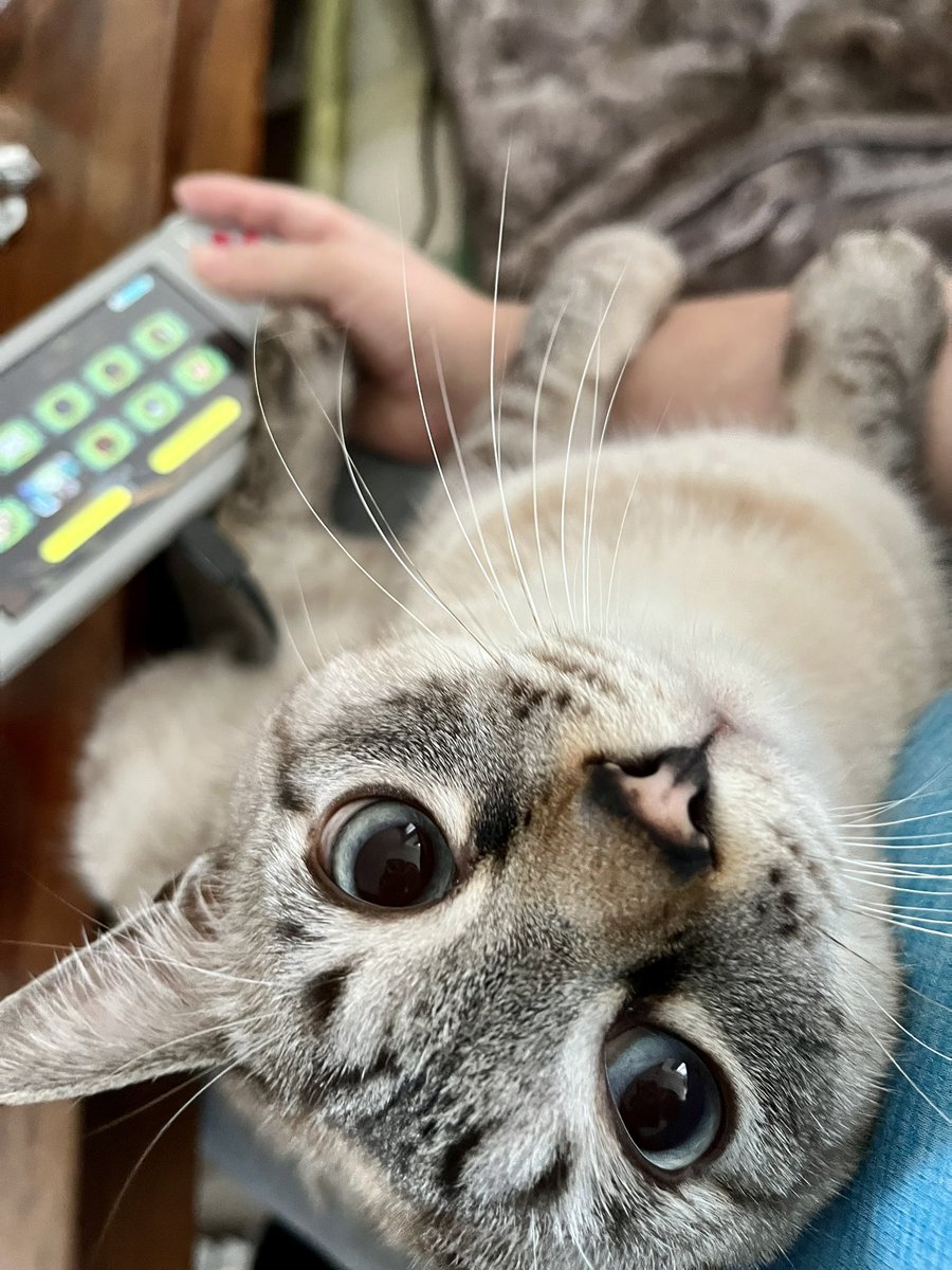 四方山けぽる🐾🔍 tweet media