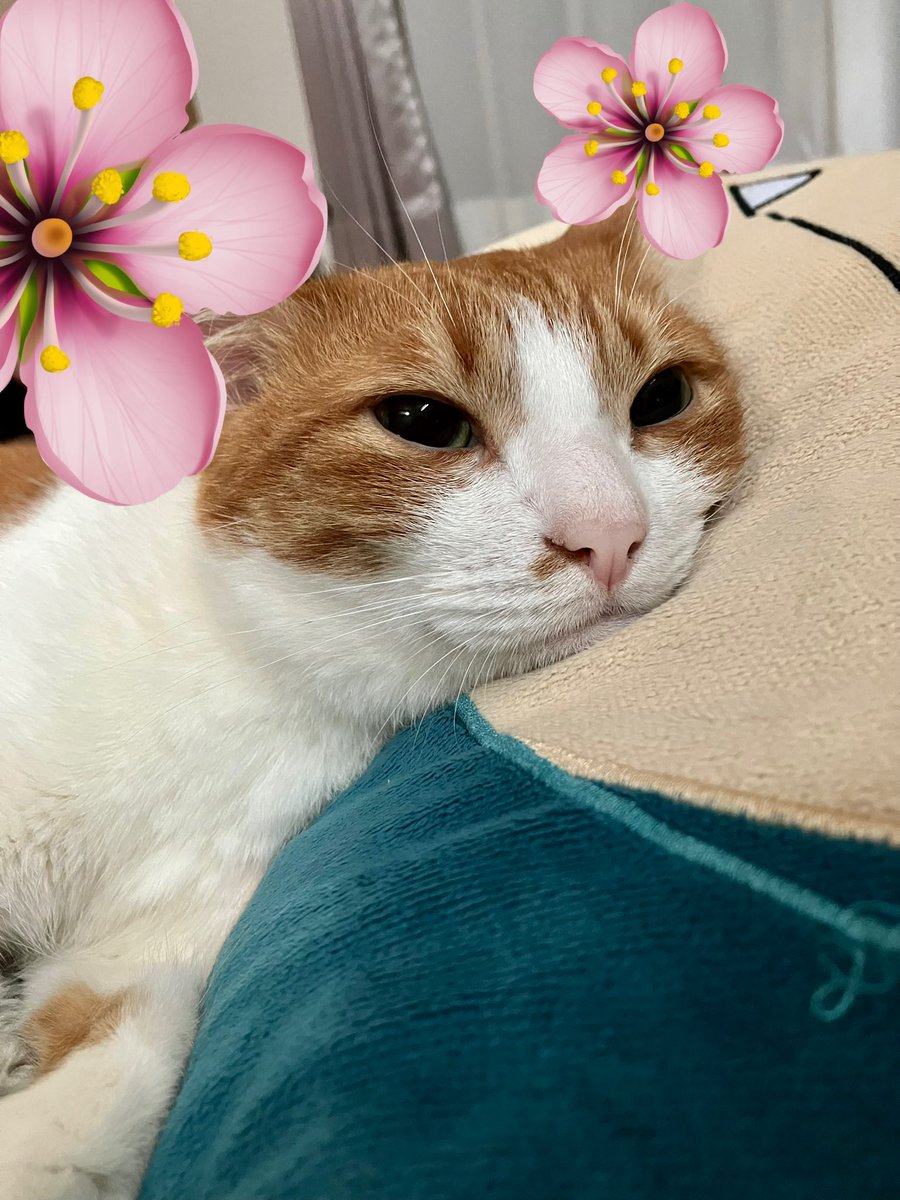 四方山けぽる🐾🔍 tweet media