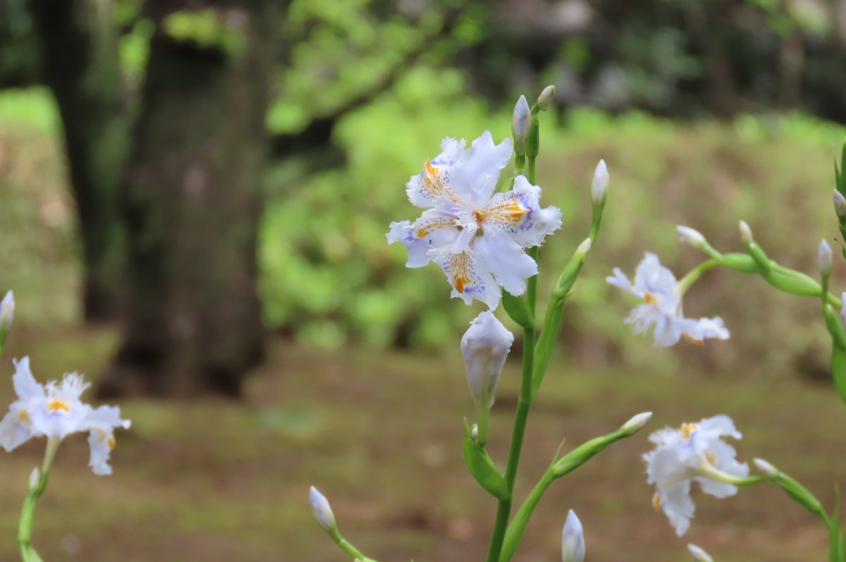 KorakuenGarden's tweet image. Though the cherry blossom season is slowly coming to an end, spring flowers of various colors are in bloom one after another. Why not take a stroll in the garden and enjoy the Japanese spring filled with these charming flowers?

#KoishikawaKorakuenGardens #flower #cherryblossom