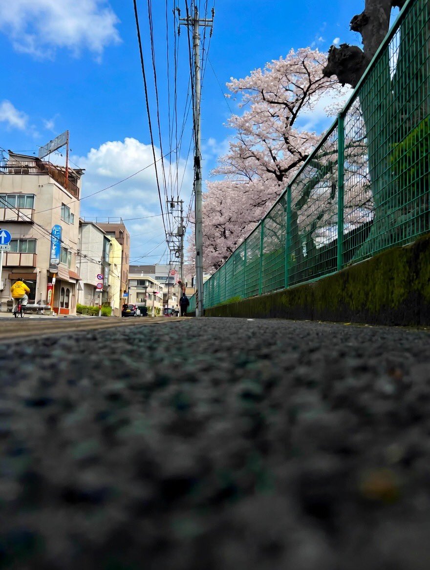 ワタリガラス tweet media