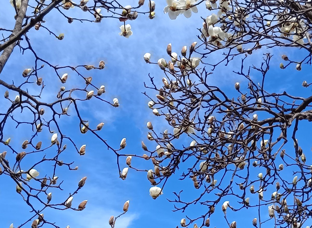 石と賢治のミュージアム(公式) tweet media