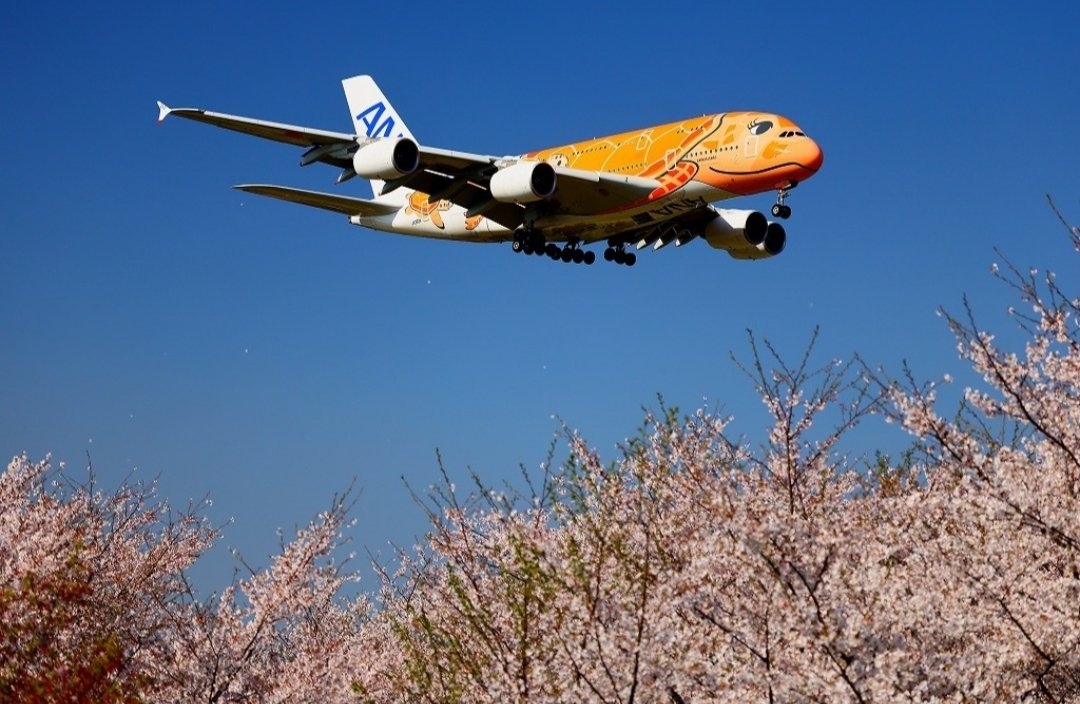 Shimajiro tweet media