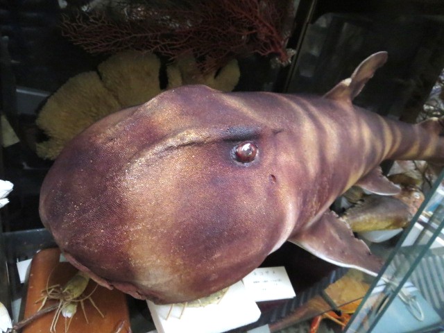 Turbjoke Museum tweet media