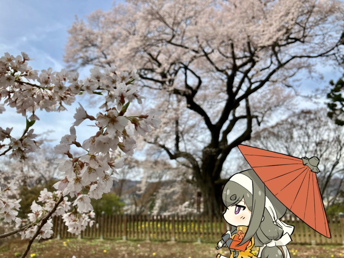 小松姫@信之・小松姫プロジェクト tweet media