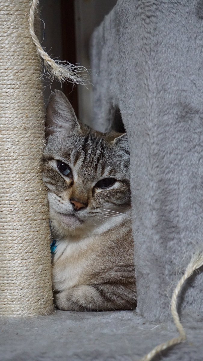rika__good's tweet photo. うちの0円にゃんこ https://t.co/vH9a0SY28P