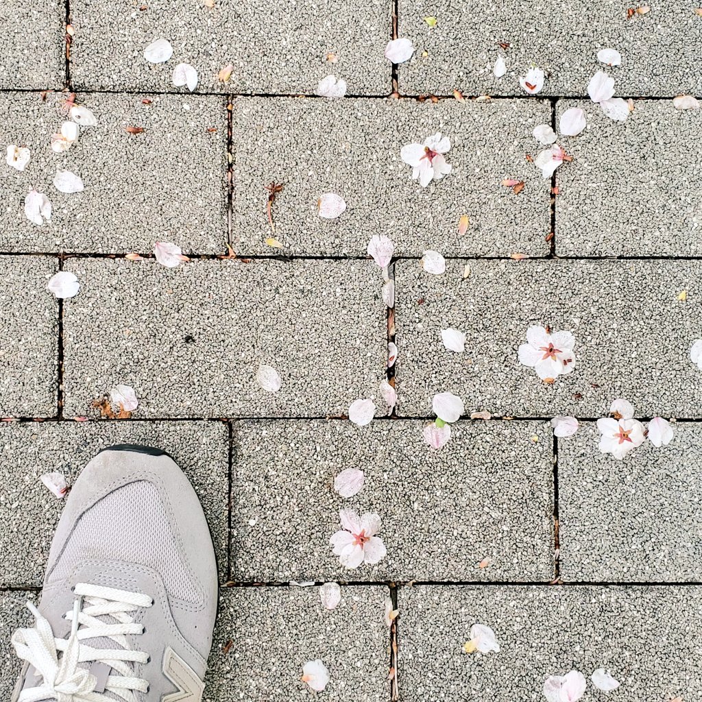 茜涼夏a.k.a泡沫たんぽぽ tweet media