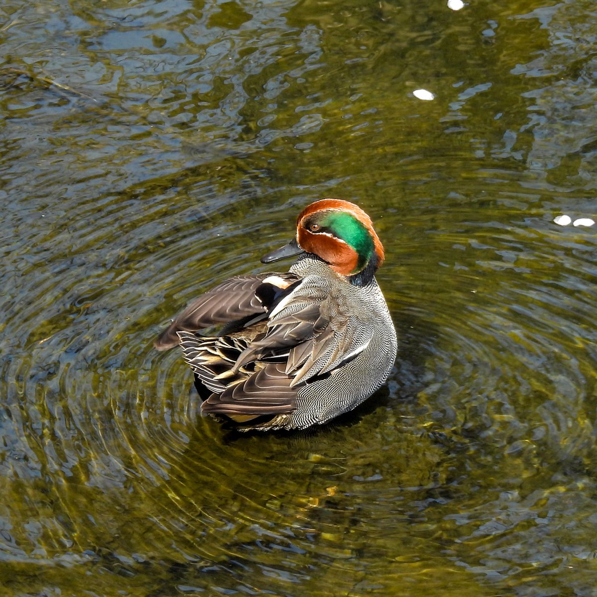 るもちゃん🌈とヒロ tweet media