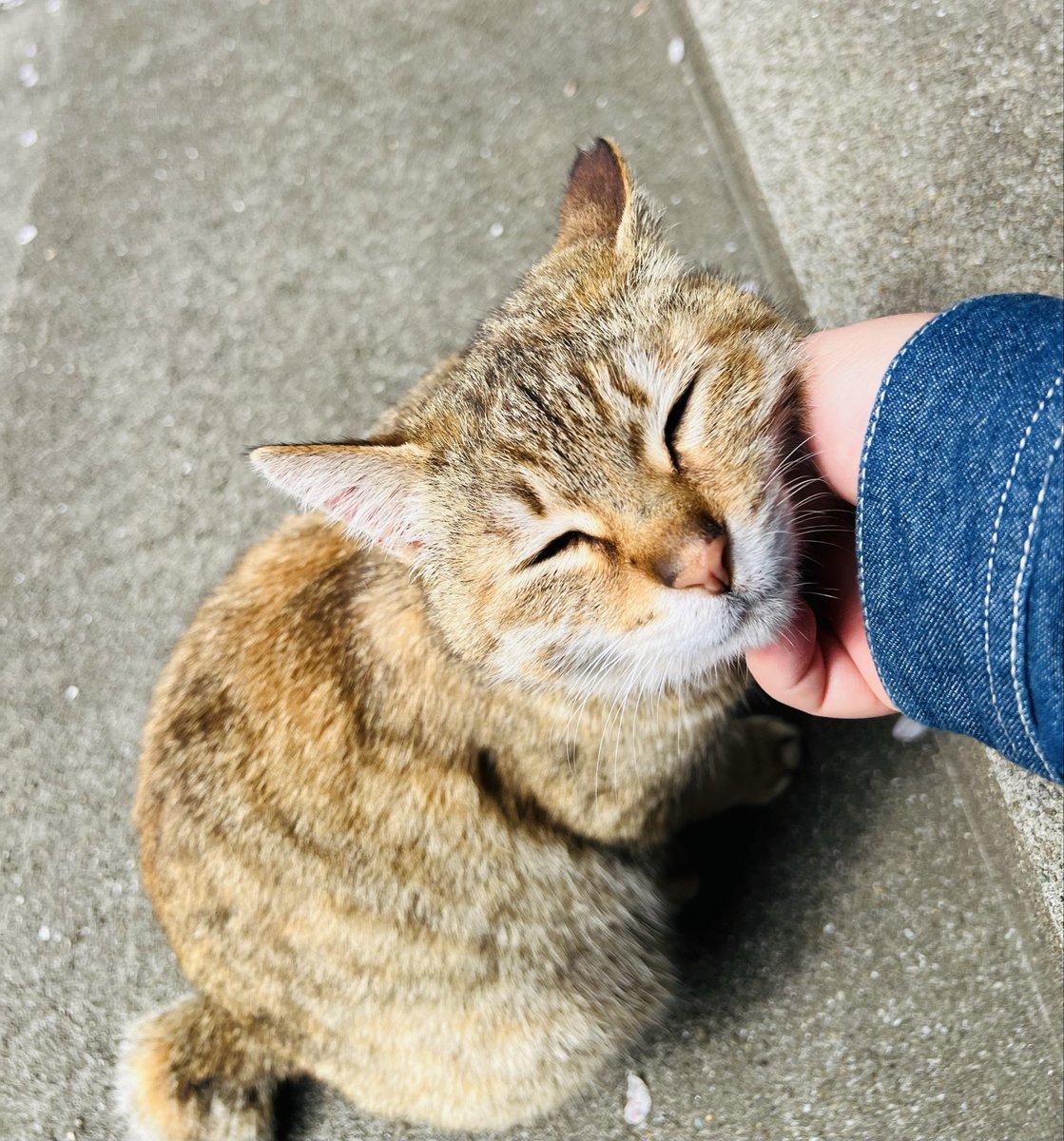 return_forest's tweet photo. 桜が満開の中、循環葬、森の見学会。
仕事しながらお花見できる、
(さらに猫とも戯れられる)
循環葬の仕事時間が、ウェルビーイング🌸 https://t.co/62te0NfJRY