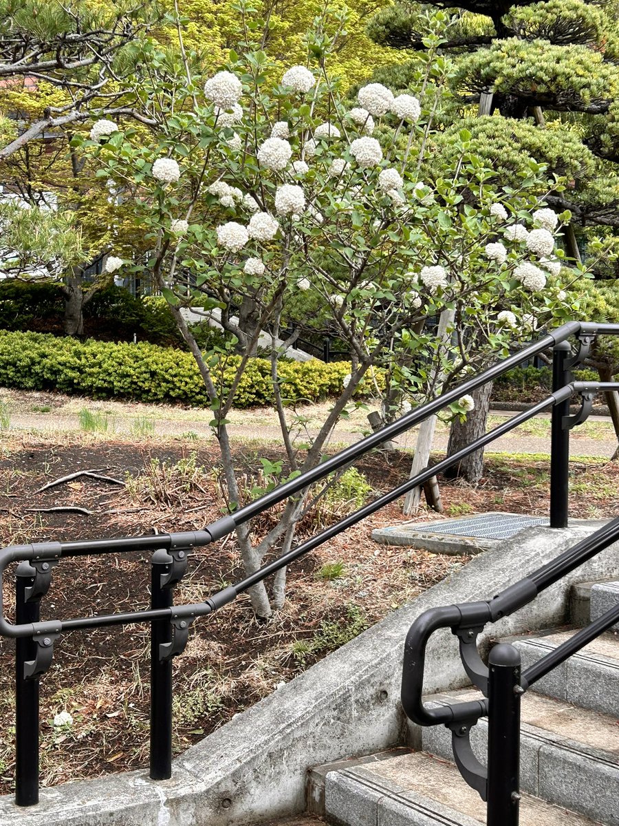 🌞晴れ女𝟺人衆 tweet media