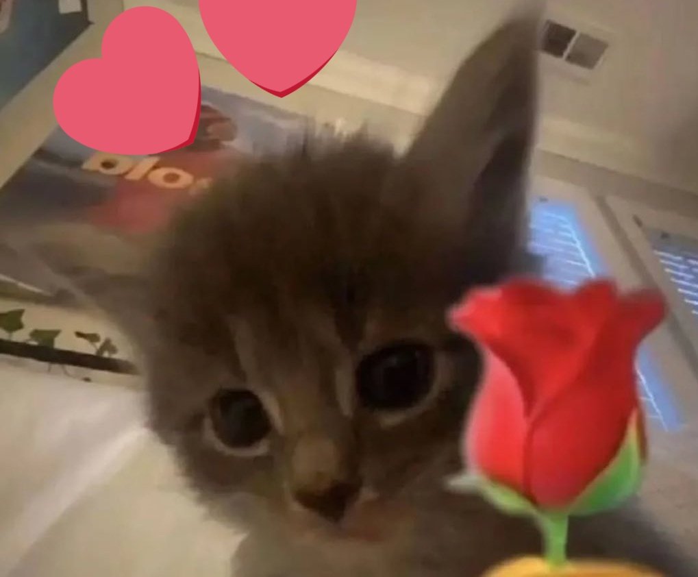 miKKi 🇨🇵 tweet media