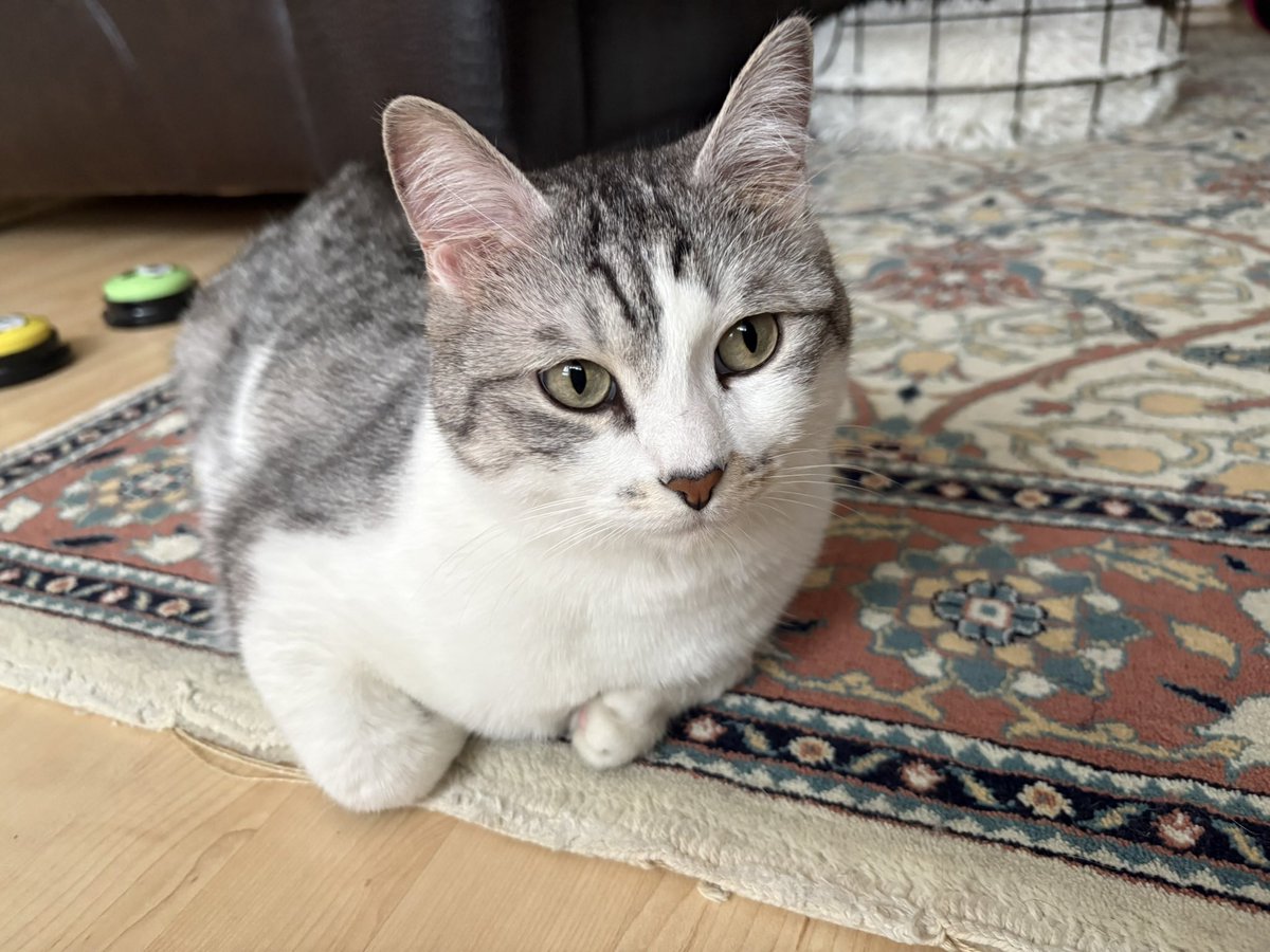 Atlas the Chaos tweet media