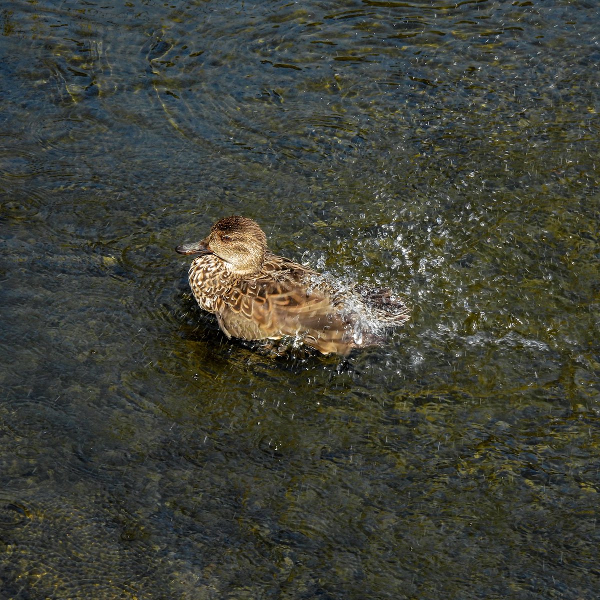 るもちゃん🌈とヒロ tweet media