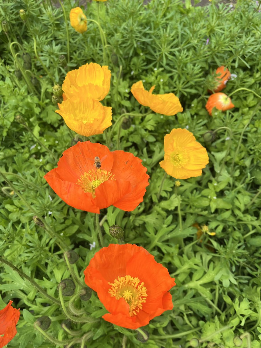 ぁんりん tweet media