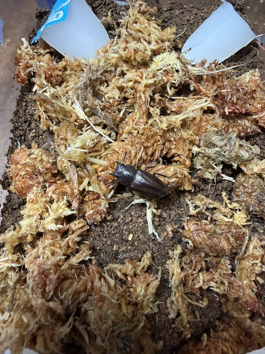 だいきち tweet media