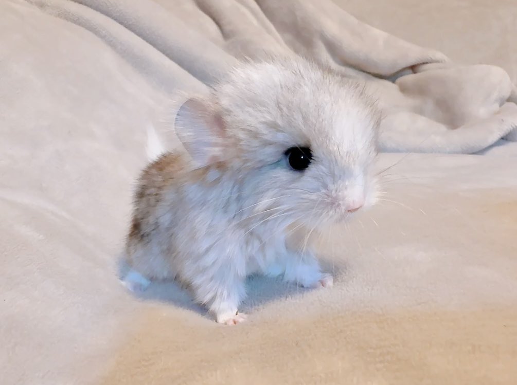 ♡しょこちーた♡ tweet media