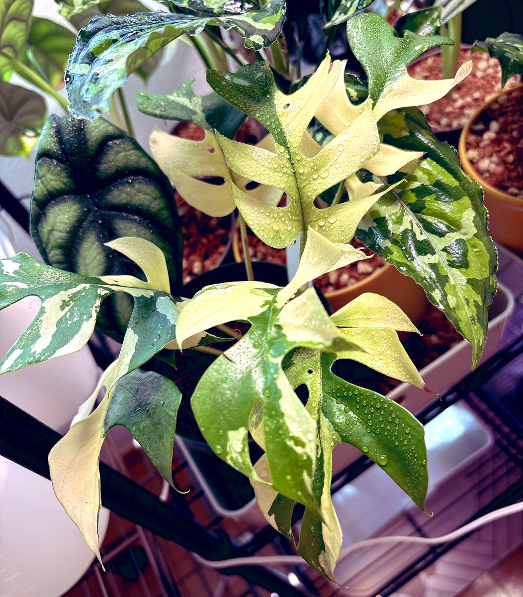 𝐊𝐨𝐦𝐮𝐫𝐚𝐬𝐚𝐤𝐢 𝐨𝐫 𝐒𝐡𝐚𝐦𝐮𝐍𝐞𝐤𝐨 tweet media