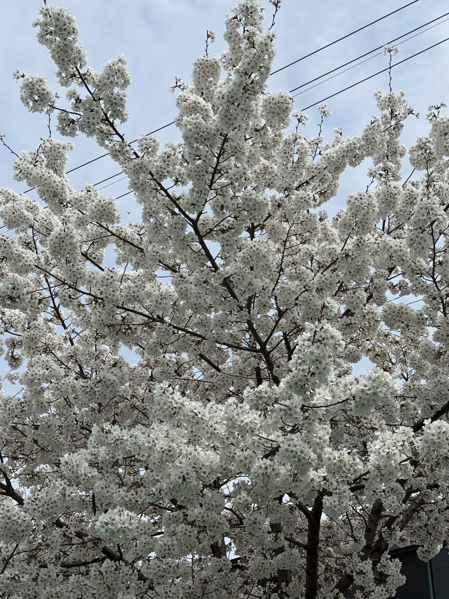 도르래 tweet media