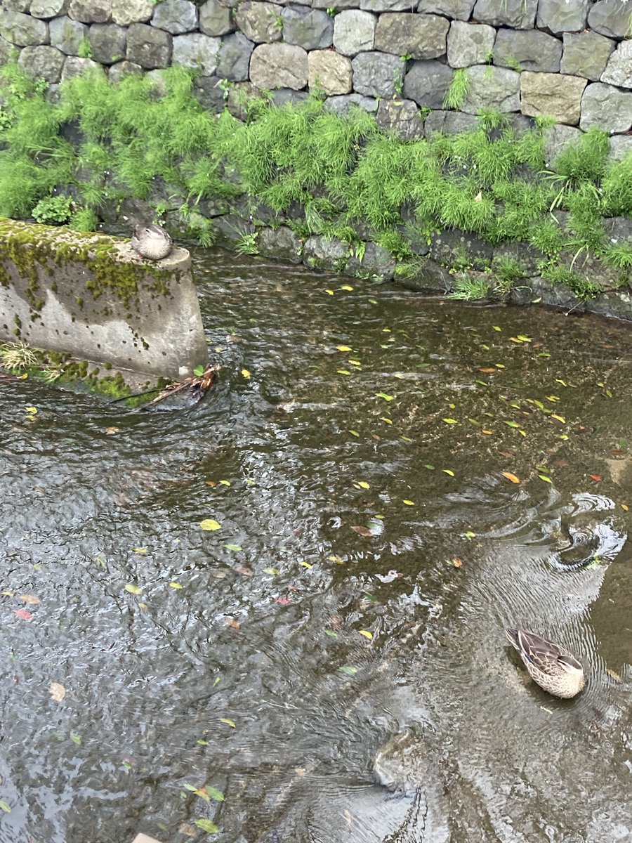 とりてり tweet media