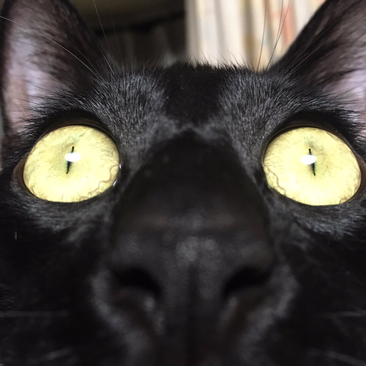 黒猫のリヴァイ tweet media