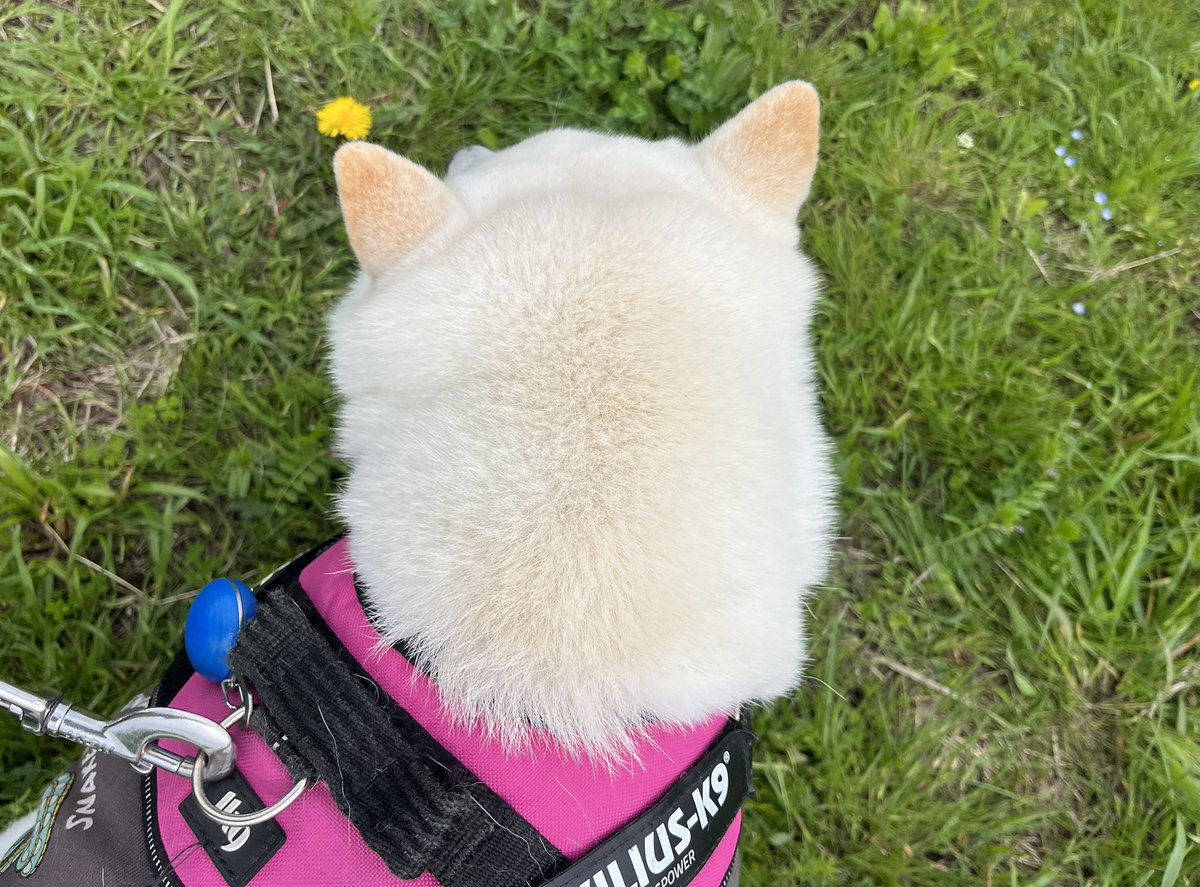 加藤あやの🐶🐁/かとうあやの tweet media