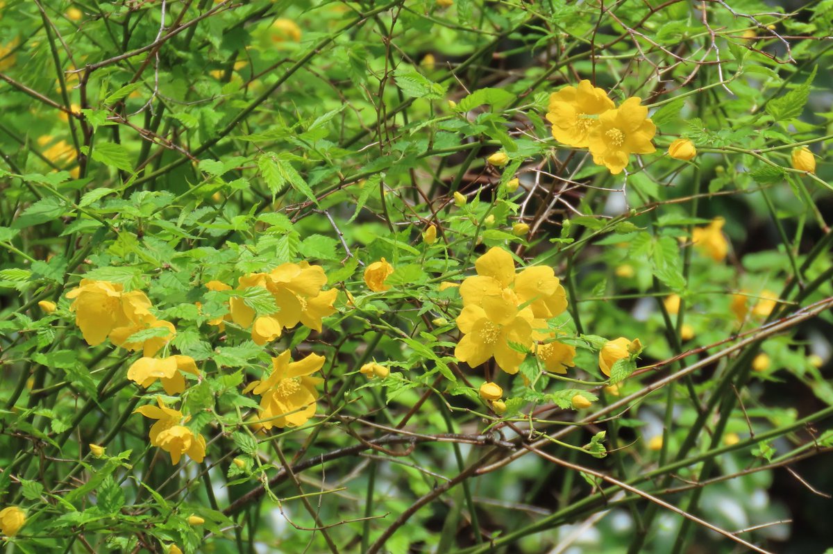 KorakuenGarden's tweet image. Though the cherry blossom season is slowly coming to an end, spring flowers of various colors are in bloom one after another. Why not take a stroll in the garden and enjoy the Japanese spring filled with these charming flowers?

#KoishikawaKorakuenGardens #flower #cherryblossom