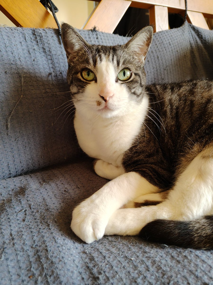 白ご飯をパクっとのりたま😎🫰✨ tweet media