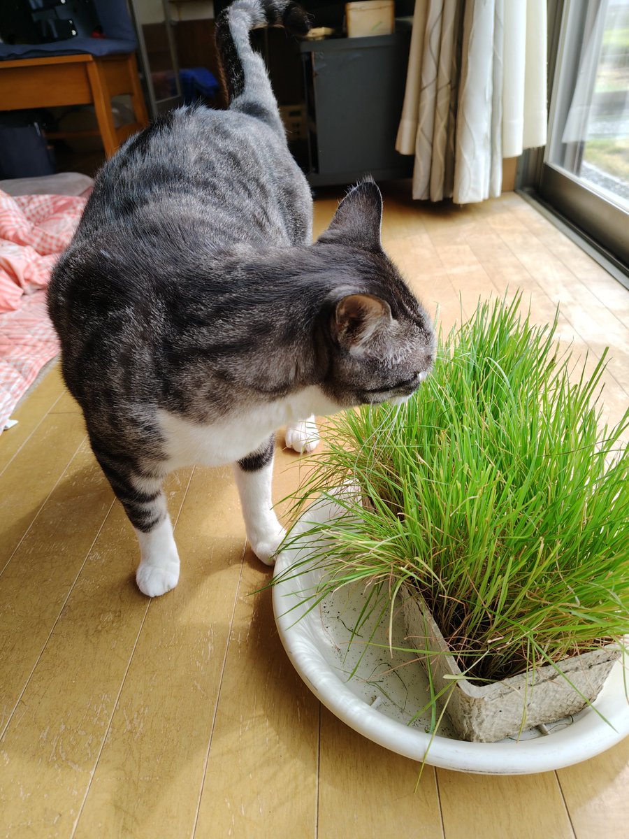 白ご飯をパクっとのりたま😎🫰✨ tweet media