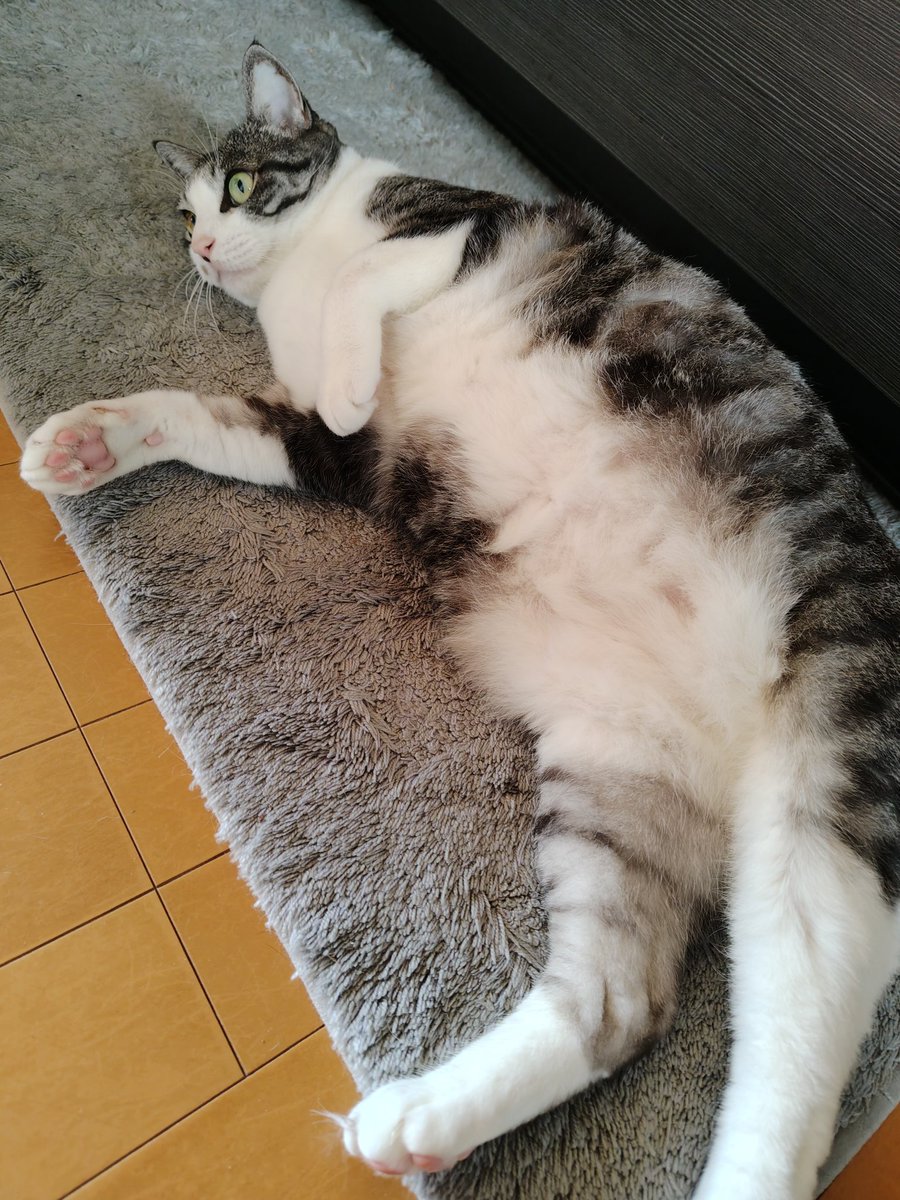 白ご飯をパクっとのりたま😎🫰✨ tweet media