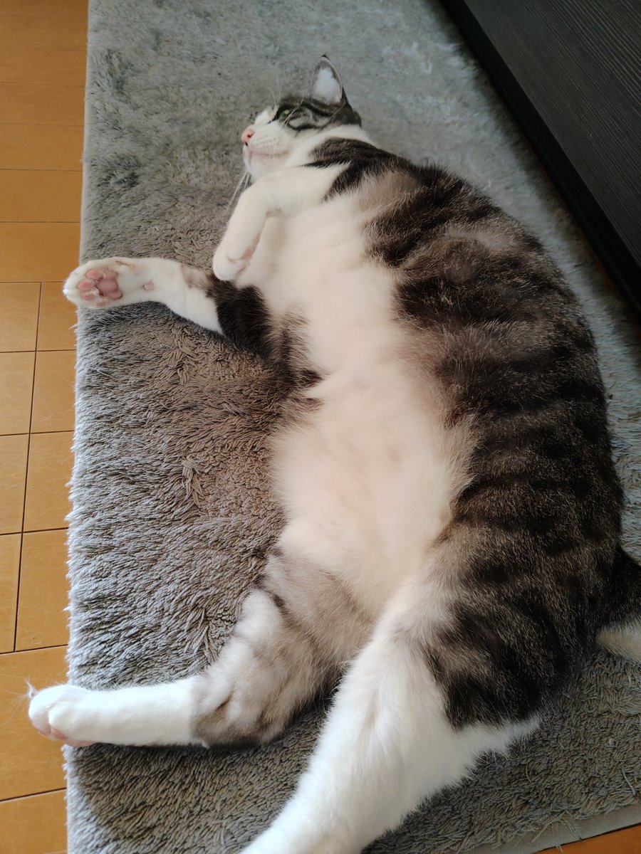 白ご飯をパクっとのりたま😎🫰✨ tweet media