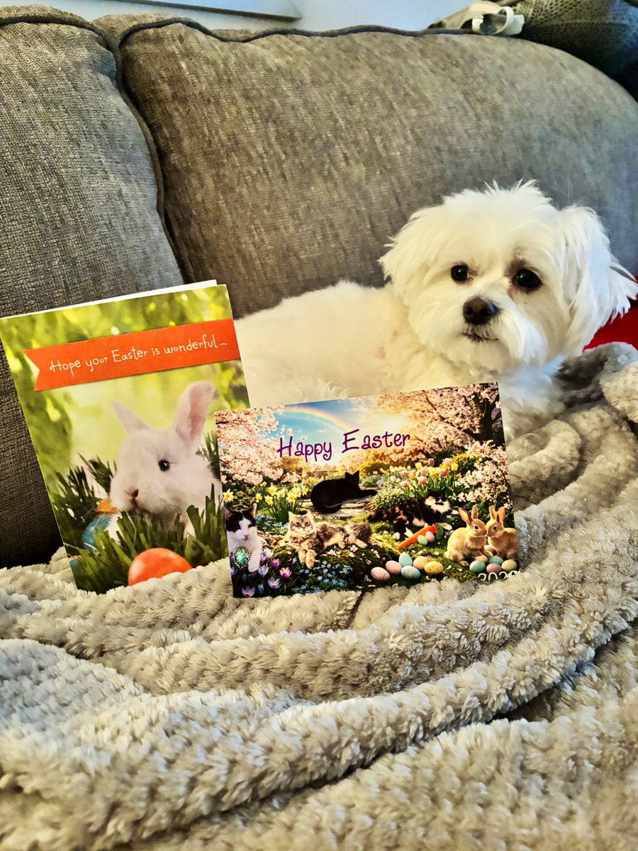 Kim Hayden Billy & 😇 Dusty & Carly🐣🐰🌻♥️🐾🌸 tweet media