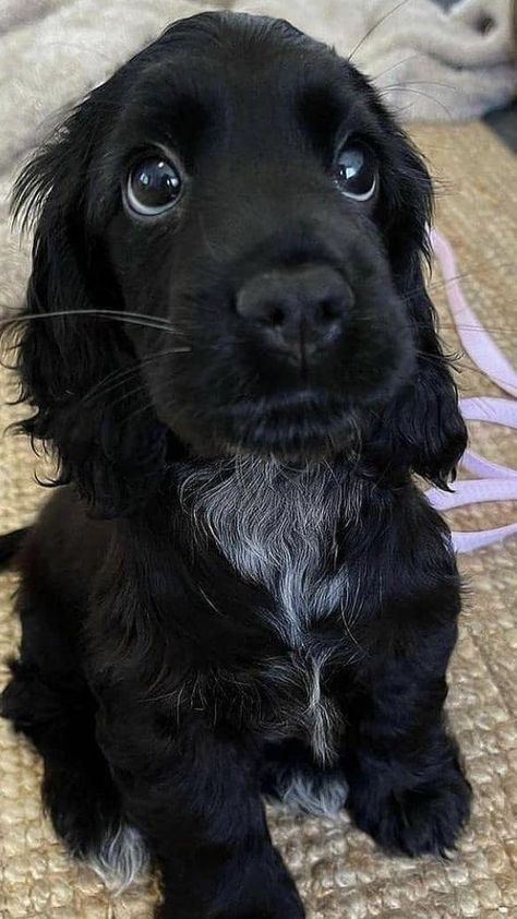 Doglover tweet media