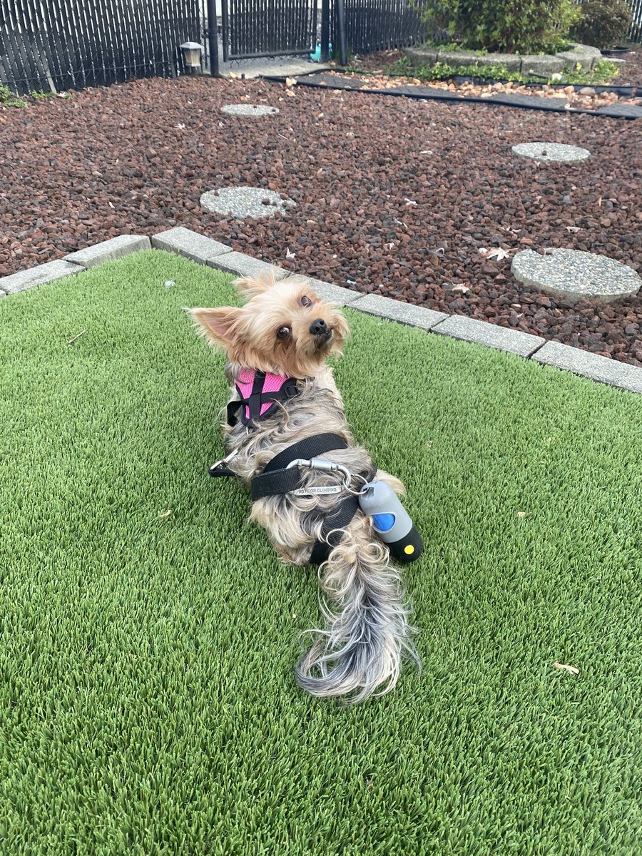 sellePLAYS 🎮 tweet media