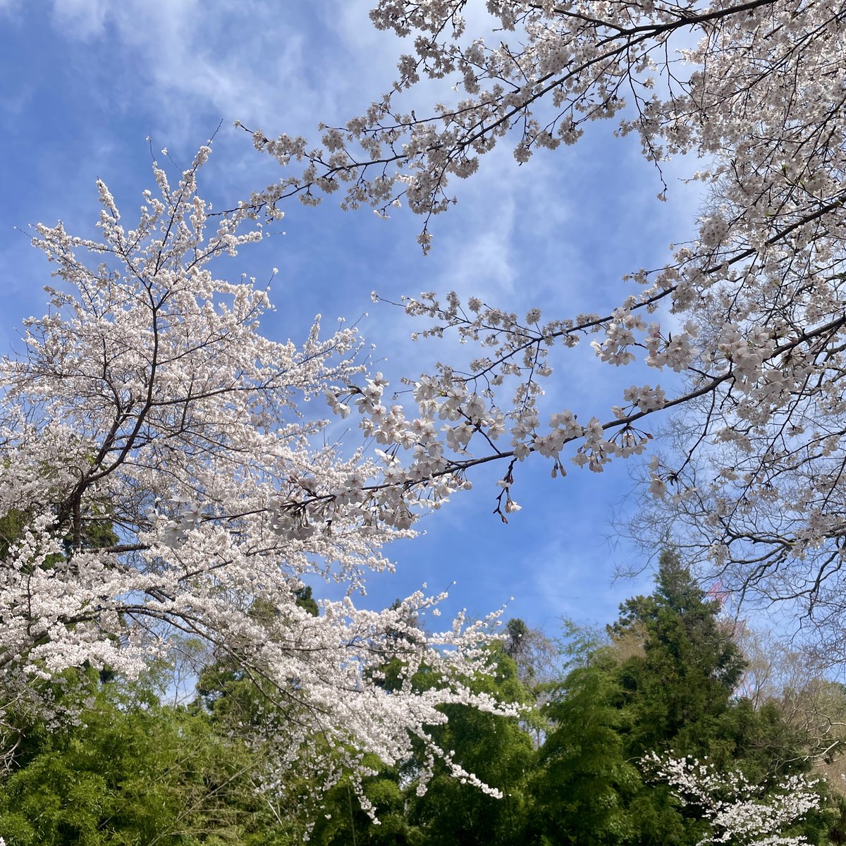 DifferHelman tweet media